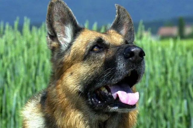 Bund Deutscher Tierfreunde warnt vor Einsatz von Schneckenkorn Bild: Bund Deutscher Tierfreunde warnt vor Einsatz von Schneckenkorn