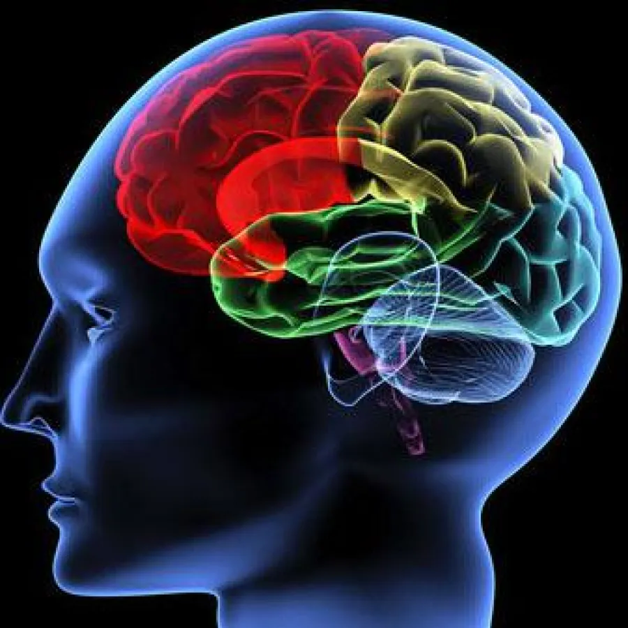 Mehr B-Vitamine für das Gehirn (Foto: fotolia)