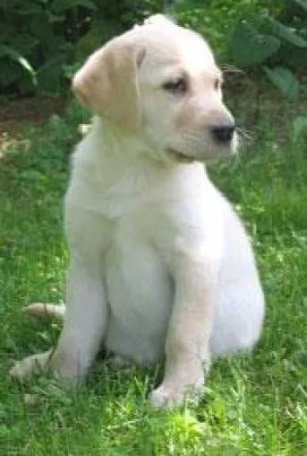 lablue.de testete: Flirtfaktor Hund Bild: lablue.de testete: Flirtfaktor Hund