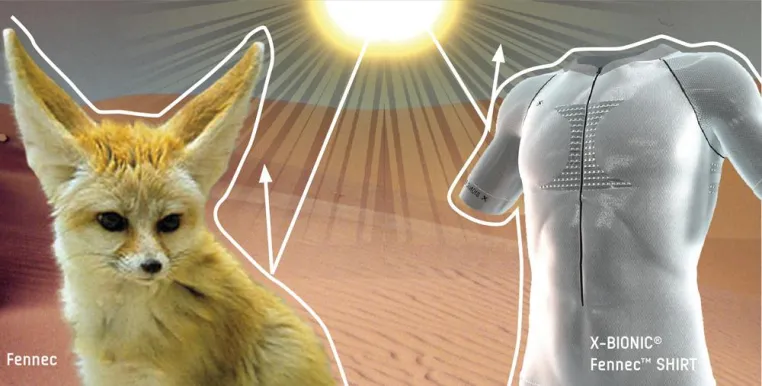 Runningwear nach dem Vorbild des Wüstenfuchses Fennec von X-BIONIC Bild: Runningwear nach dem Vorbild des Wüstenfuchses Fennec von X-BIONIC