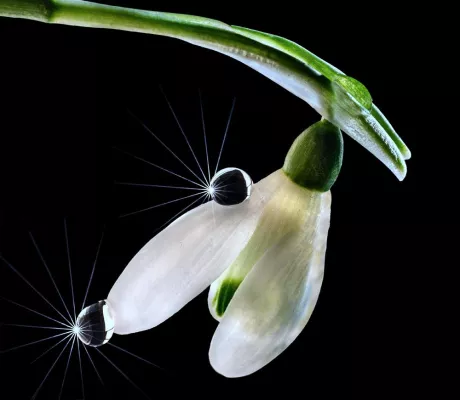 Fotoworkshop „Ganz nah ran: Tautropfen - Makro Indoor“ Bild: Fotoworkshop „Ganz nah ran: Tautropfen - Makro Indoor“