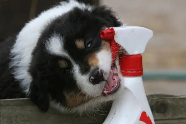 Bild: Risiko Welpe oder Hund - Jeder Halter sollte sich absichern