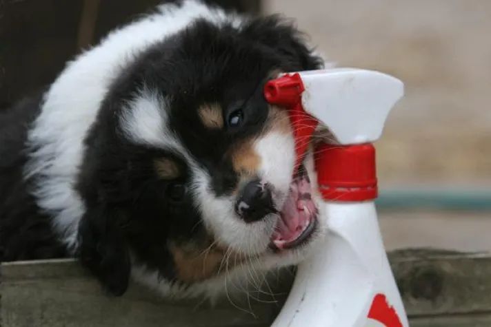 Bild: Risiko Welpe oder Hund - Jeder Halter sollte sich absichern