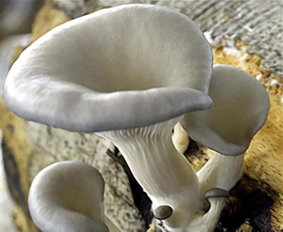 Der Heilpilz Pleurotus wirkt Demenz entgegen