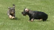 Bild: Der Dog Day 2010