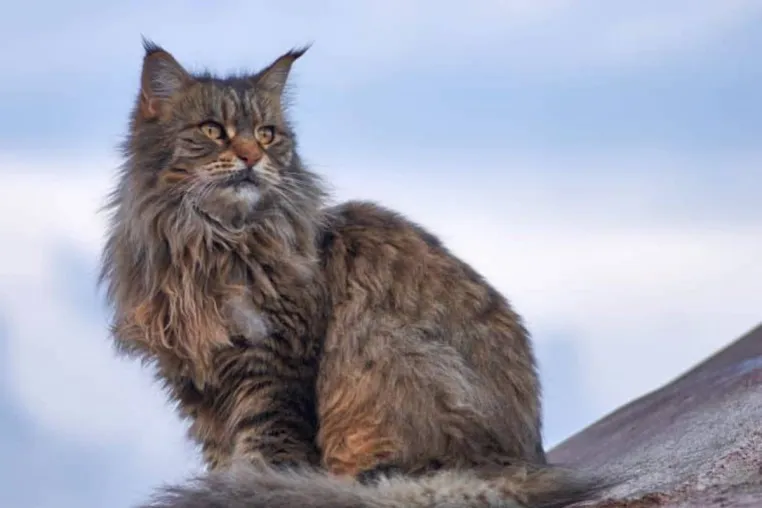Maine Coon Katzen - Die sanften Giganten Bild: Maine Coon Katzen - Die sanften Giganten