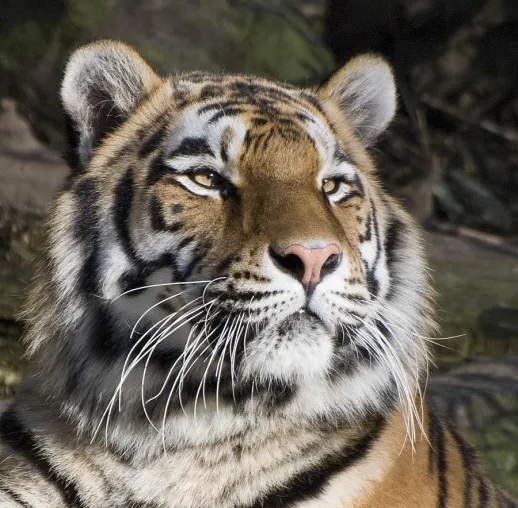 Bild: Erst beobachten, dann fotografieren: Fotoseminar "Tierfotografie" im Allwetterzoo Münster