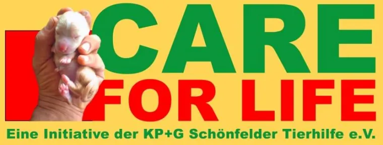 Bild: Hundemassaker in Antalya/Türkei