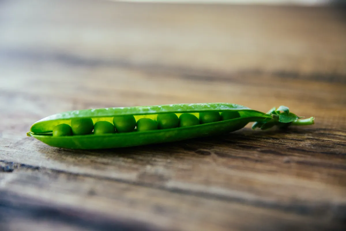PlantEurope Netzwerk gestartet (© CC0 by Rachael Gorjestani auf Unsplash)