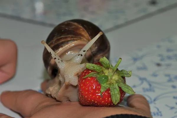 Bild: Auf die Schnecke gekommen - Tierischer Spaß beim Kompetenztraining
