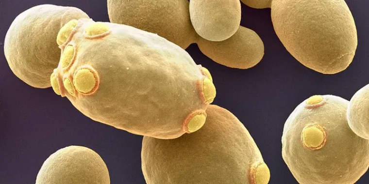 Bild: Protein verlängert das Leben von Hefezellen