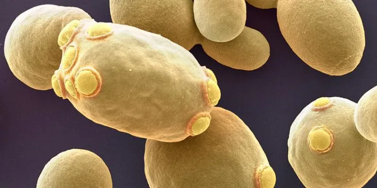 Bild: Protein verlängert das Leben von Hefezellen