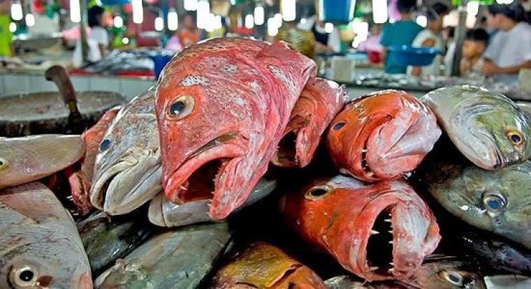 Bild: Frankfurter Buchmesse / Film- und Diskussionsveranstaltung zum Thema "Überfischung unserer Ozeane"