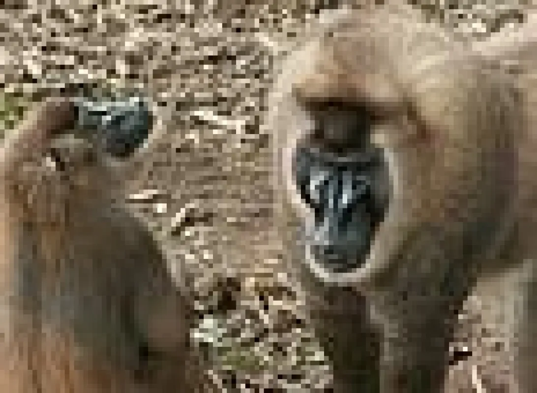 Vom Aussterben bedroht: Seltene Drills in Kamerun