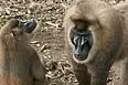 Bild: Blackstone als Regenwaldkiller in Kamerun?
