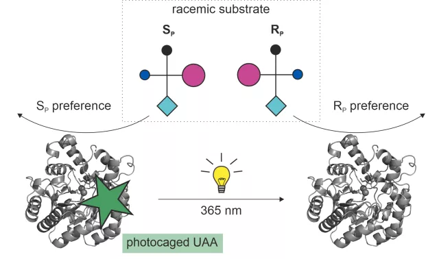 Bild: Kontrolle enzymatischer Funktion durch Licht