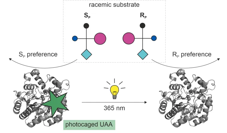 Bild: Kontrolle enzymatischer Funktion durch Licht