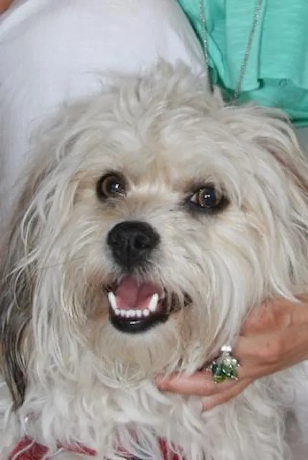 Klassischer Notfall zum Feiertag: Wo bekommt man jetzt so kurzfristig einen Hundebetreuer her?