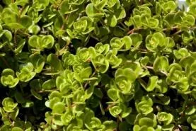 Bild: Portusana™ – Gesunder Blutzuckerspiegel mit Hilfe der Natur