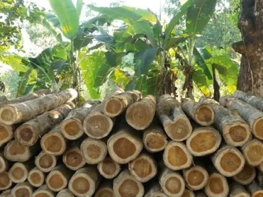 Bild: WirtschaftsWoche berichtet positiv über ForestFinance-Waldinvestments