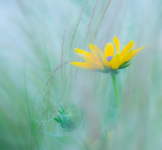 Bild: Zusatztermine für Fotoseminar „Traumblüten - Blütenträume“ in Hannover