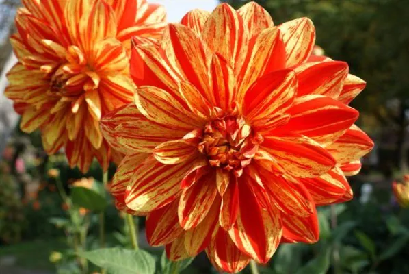 Bild: Dahlien im Winter