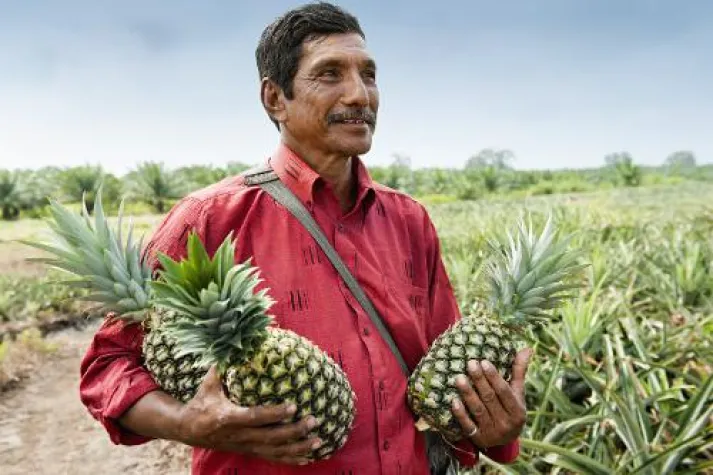 Bild: Sommerfeeling im Winter: Sonnengereifte Ananas von SanLucar sind ein tropischer Genuss