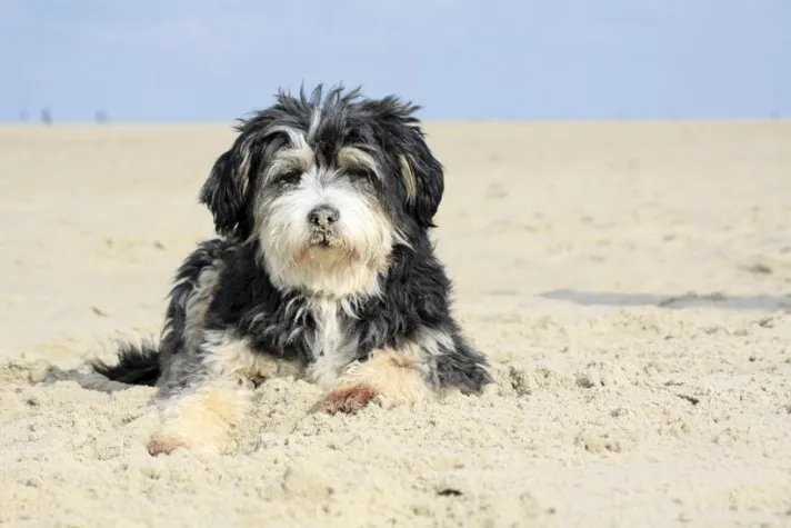 Bild: Urlaub mit Hund: Tierisch gute Ferien