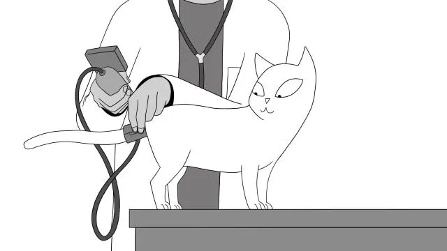 Diagnose und Therapie von Bluthochdruck auch für Katzen relevant Bild: Diagnose und Therapie von Bluthochdruck auch für Katzen relevant