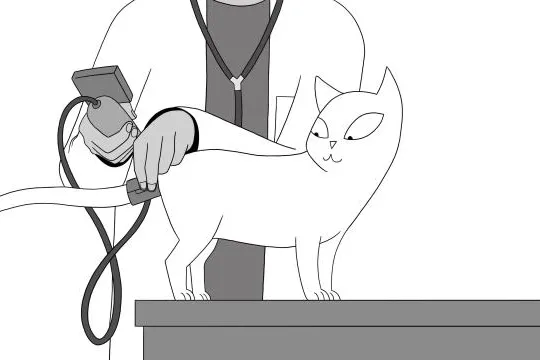 Bild: Diagnose und Therapie von Bluthochdruck auch für Katzen relevant