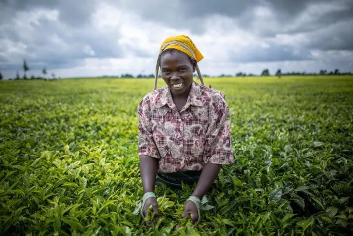 Bild: Internationaler Tag des Tees