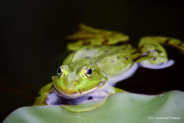 Geheimnis gelüftet: Darum klebt die Froschzunge Bild: Geheimnis gelüftet: Darum klebt die Froschzunge