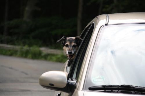 Sicherheit im Auto - Mehr Schutz für Mensch und Hund - openPR