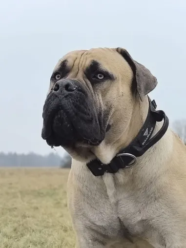 Bild: Bilanz unserer Boerboels-Zucht 2025 - und Ausblick von Chris Rehak & Team für 2026