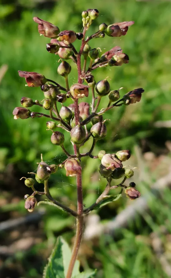  (© R. Koopmann, 2024)