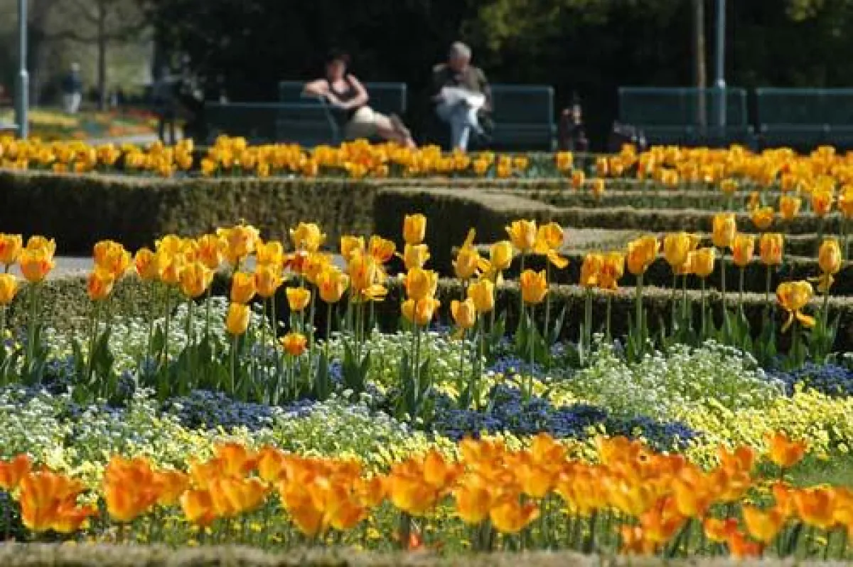 Bad Füssing: Blühende bayerische Konkurrenz für Hollands Tulpenfelder