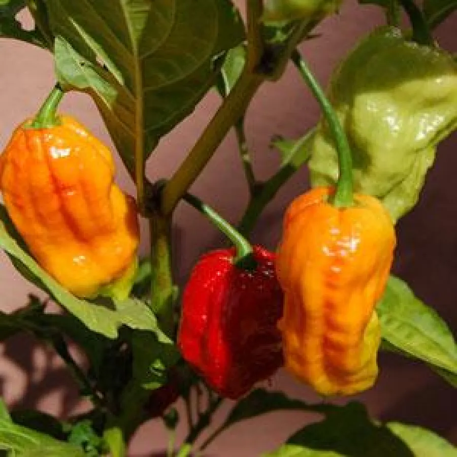 Bhut Jolokia Chilis gehören zu den schärfsten Chilis der Welt