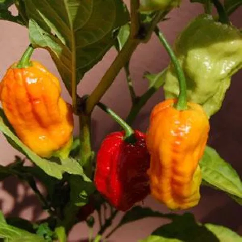 Bild: Chili hilft Borderline-Patienten im Alltag