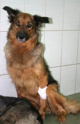 Deutsche Soforthilfe nach Brand im Tierheim St. Petersburg Bild: Deutsche Soforthilfe nach Brand im Tierheim St. Petersburg