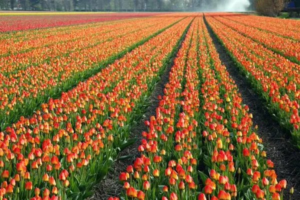 Bild: Zur Tulpenblüte nach Holland!
