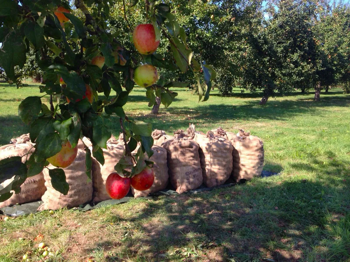 Apfelernte by beckers bester