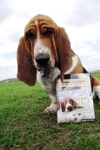 Neues Hundebuch „Hundeshauptstadt Berlin“: Basset Hound Ludwig entdeckt und führt durch Berlin Bild: Neues Hundebuch „Hundeshauptstadt Berlin“: Basset Hound Ludwig entdeckt und führt durch Berlin