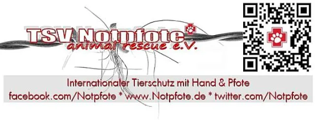Bild: Notpfote Animal Rescue nimmt an Weihnachts-Aktion für Tierheimtiere teil 20.000 Geschenke für Tiere in Not