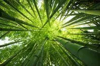 Bild: "Das treibt an und motiviert!" Zu Besuch beim CEO der Eco-Nature-Products PLC