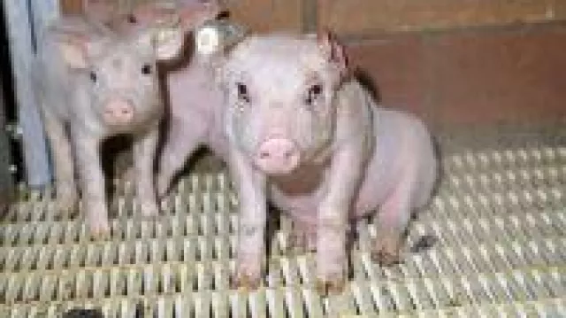 Bild: Staatsanwaltschaft Bielefeld ermittelt gegen Tönnies-Zulieferer wegen Tierquälerei