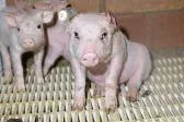 Staatsanwaltschaft Bielefeld ermittelt gegen Tönnies-Zulieferer wegen Tierquälerei Bild: Staatsanwaltschaft Bielefeld ermittelt gegen Tönnies-Zulieferer wegen Tierquälerei