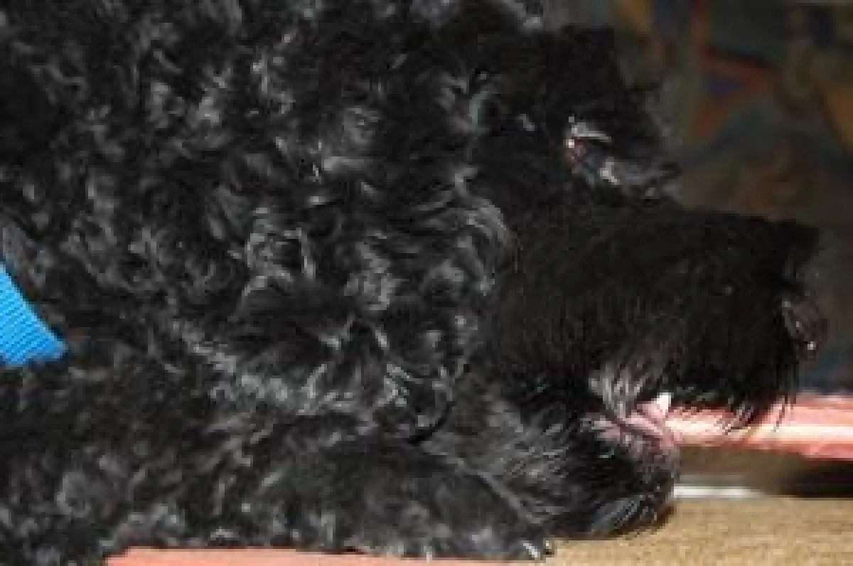 Biologisch Artgerechte Rohe Fütterung eines Hundes