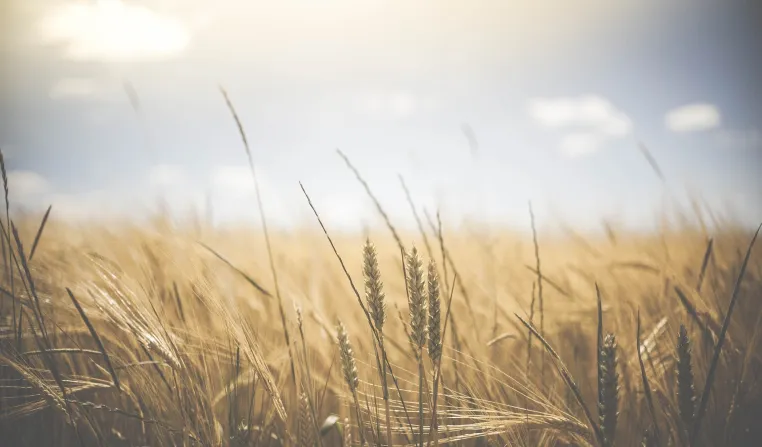 Der Food System Change Online-Kongress zeigt, wie kleine Ernährungsinitiativen zum großen Wandel beitragen Bild: Der Food System Change Online-Kongress zeigt, wie kleine Ernährungsinitiativen zum großen Wandel beitragen