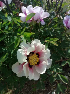 Ferienhaus Villa La Rogaia, Tipps für Tagesausflüge in der Toskana und Umbrien – Pfingstrosengarten “Moutan” Bild: Ferienhaus Villa La Rogaia, Tipps für Tagesausflüge in der Toskana und Umbrien – Pfingstrosengarten “Moutan”