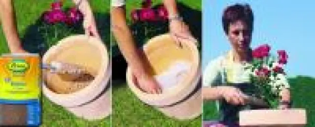 Rose im Topf neu pflanzen - frux Blähton als Drainage bei Kübelpflanzen Bild: Rose im Topf neu pflanzen - frux Blähton als Drainage bei Kübelpflanzen